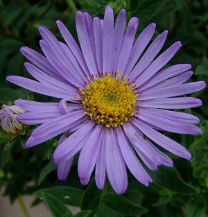 Aster frikartii 'Monch'