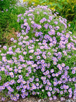 Aster oblongifolius 'October Skies' 