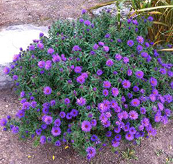 Aster novae-angliae 'Purple Dome'