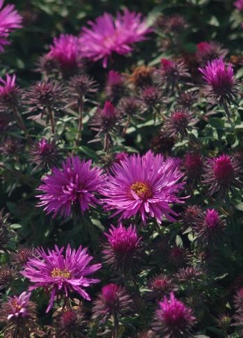 Aster novae-angliae 'Vibrant Dome'