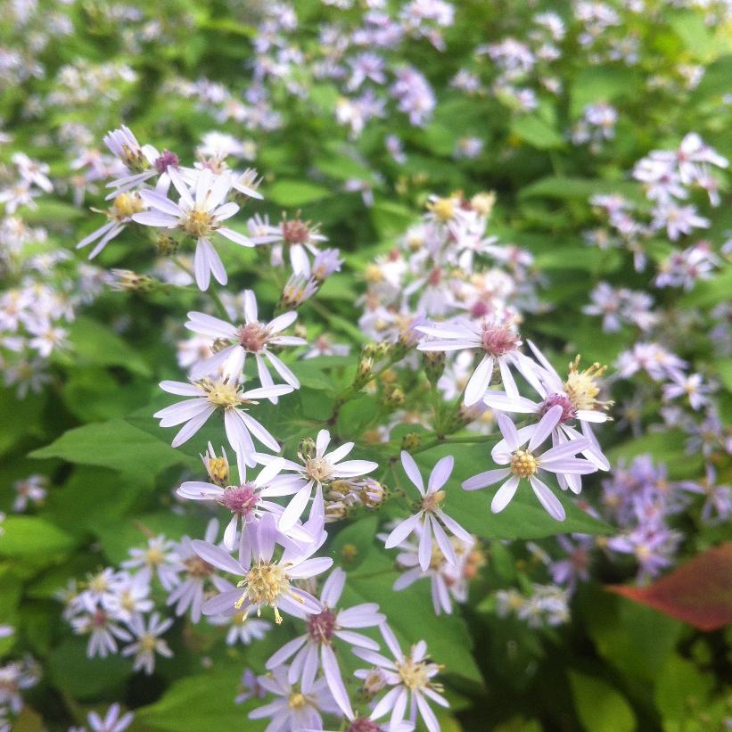 Aster cordifolius   NEW