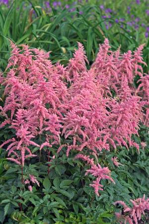 Astilbe 'Bressingham Beauty'