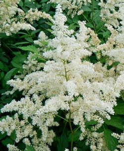 Astilbe arendsii 'Bridal Veil'