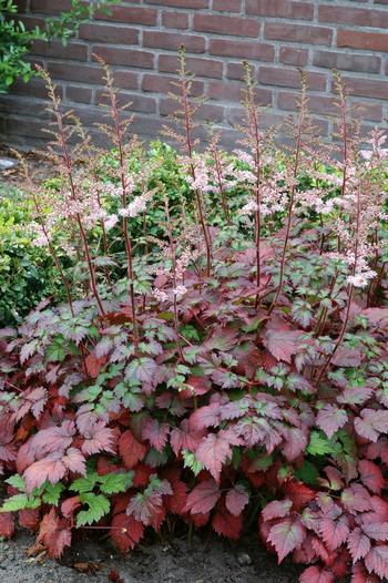 Astilbe COLOR FLASH  