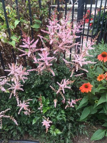 Astilbe 'Delft Lace'