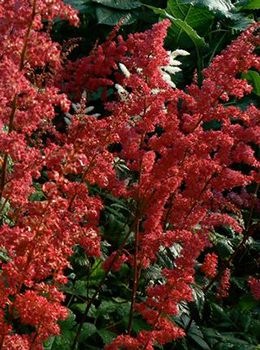 Astilbe arendsii 'Fanal'