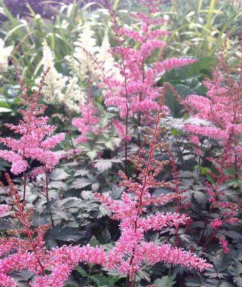 Astilbe simplicifolia 'Key West'