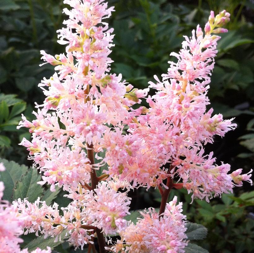 Astilbe japonica 'Peach Blossom'  NEW