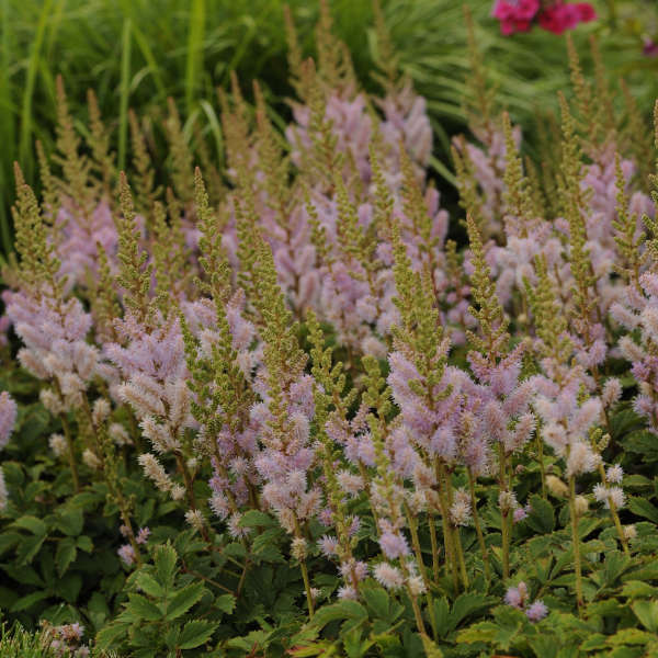 Astilbe chinensis 'Pumila'