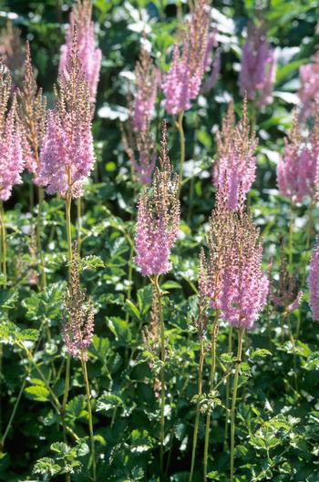 Astilbe chinensis taquetii 'Superba' 