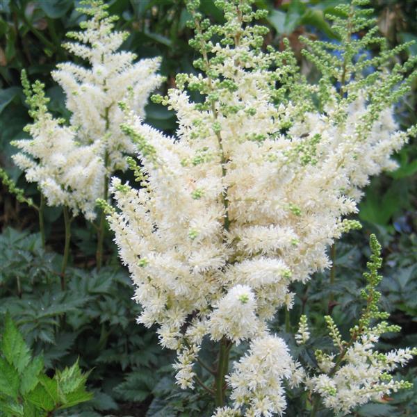 Astilbe 'Visions in White'