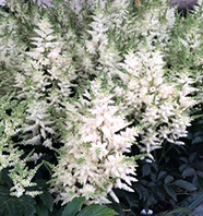 Astilbe 'Younique White'