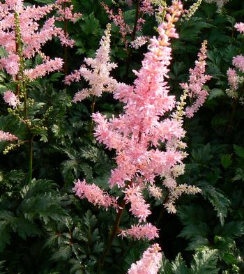 Astilbe crispa 'Perkeo' 