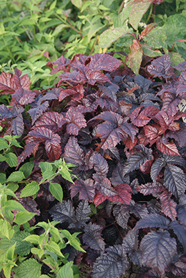 Astilbe 'Chocolate Shogun'  