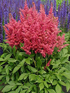 Astilbe 'Fireberry'