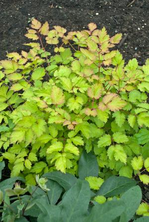 Astilbe 'Amber Moon'