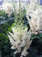 Astilbe chinensis 'Diamonds and Pearls'