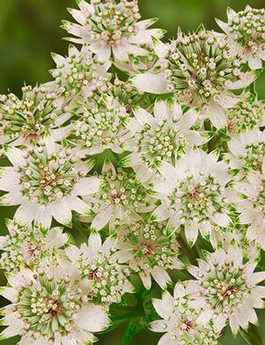 Astrantia major 'Star of Billion'