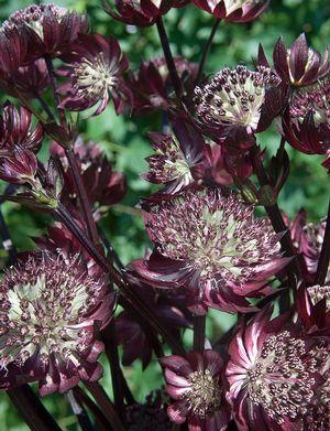 Astrantia major 'Star of Fire' 