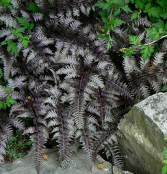 Athyrium niponicum 'Burgundy Lace'