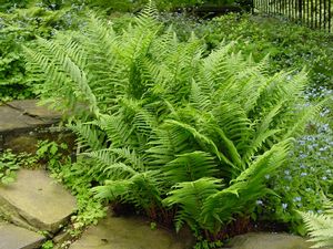 Athyrium filix-femina