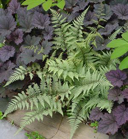 Athyrium 'Ghost'  