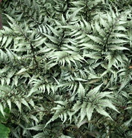 Athyrium 'Godzilla'  