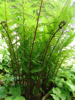 Athyrium angustum forma rubellum  (Lady in Red)