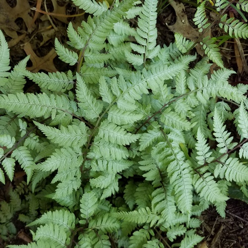 Athyrium niponicum 'Pearly White'  