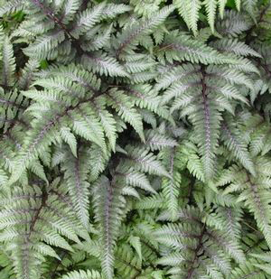 Athyrium niponicum 'Pictum'