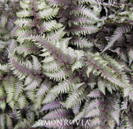 Athyrium niponicum 'Regal Red' 