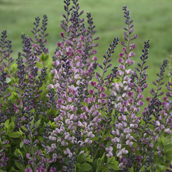 Baptisia 'Pink Truffles' 