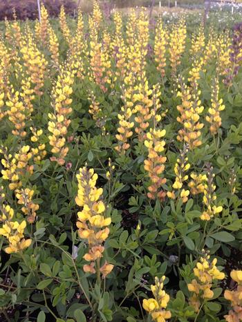 Baptisia 'Solar Flare'