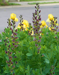 Baptisia 'Twilight Prairie Blues' 