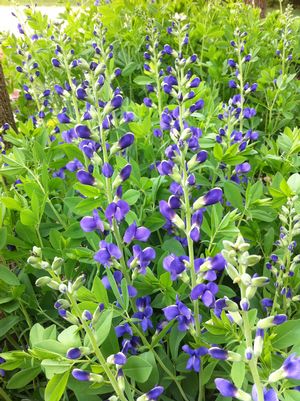 Baptisia australis 