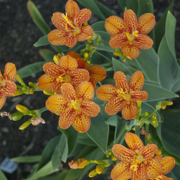 Belamcanda chinensis 'Freckle Face'