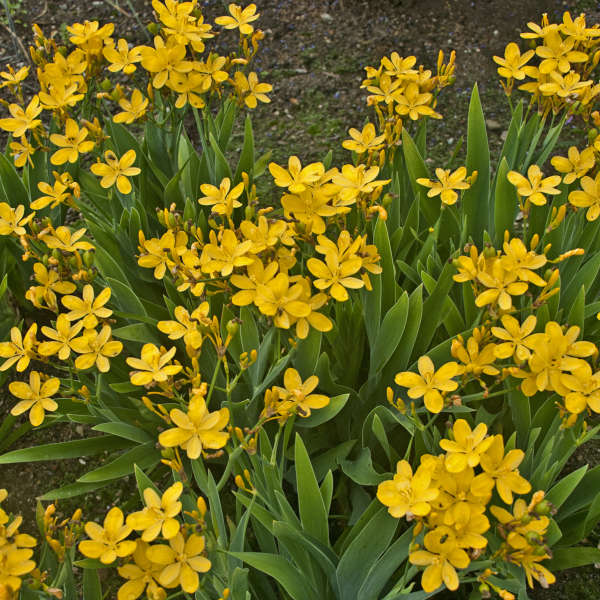 Belamcanda chinensis 'Hello Yellow'