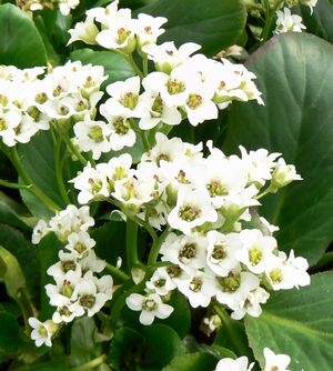 Bergenia 'Bressingham White'