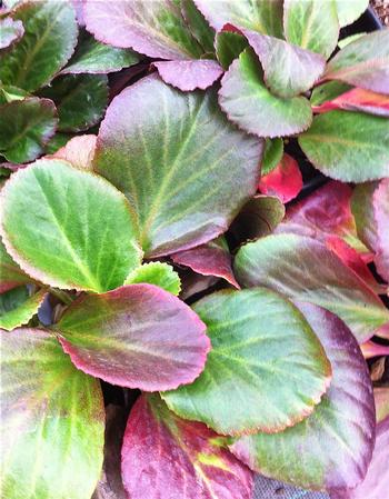 Bergenia  'Bressingham Ruby'