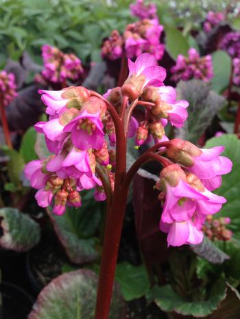 Bergenia  'Eden's Dark Margin'