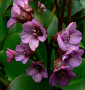 Bergenia 'Eroica'