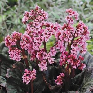 Bergenia  'Magic Giant' 