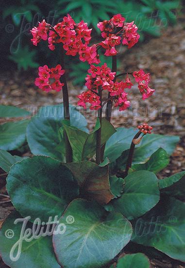 Bergenia  cordifolia 'Winter Glow'  NEW