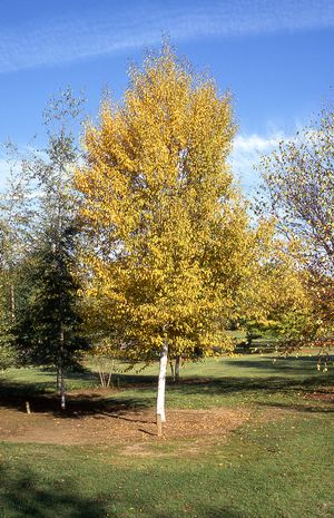 Betula papyrifera    NEW