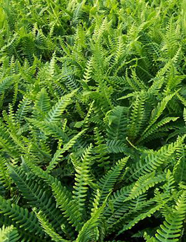 Blechnum spicant