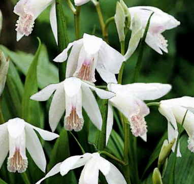 Bletilla striata 'Alba' 