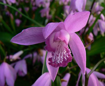 Bletilla striata