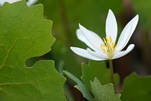 Sanguinaria canadensis