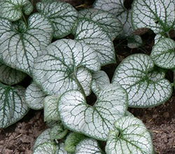 Brunnera macrophylla 'Jack Frost' 