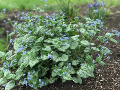 Brunnera macrophylla 'Sea Heart'